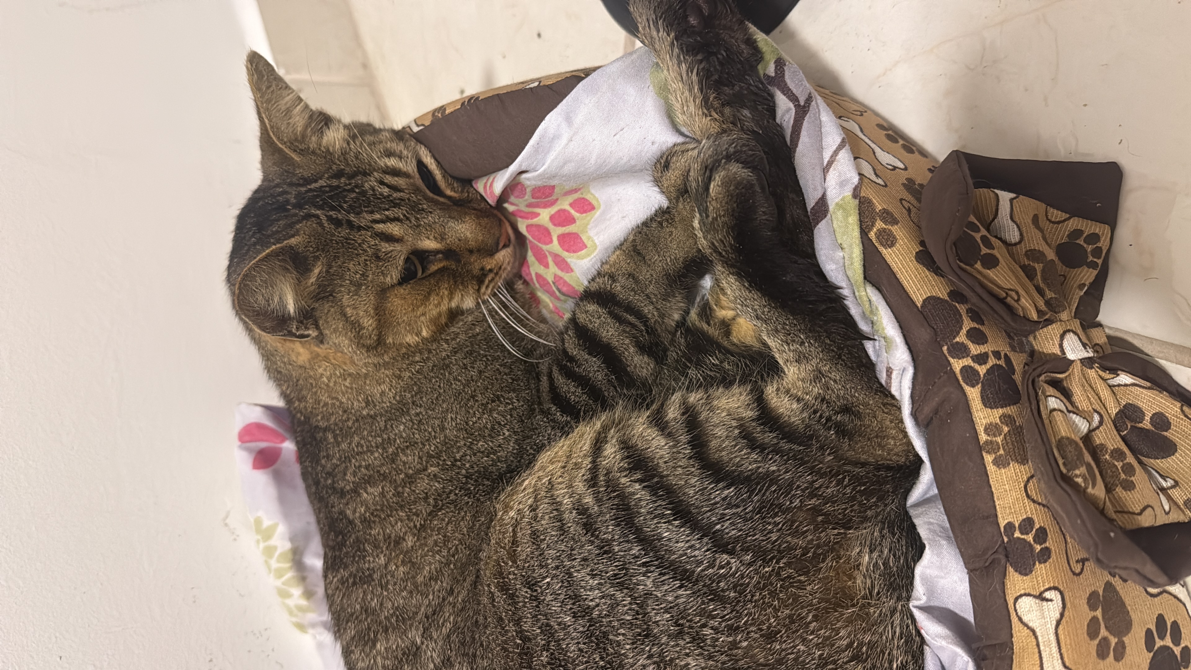 Ajude o rabo torto a se recuperar — imagem 1